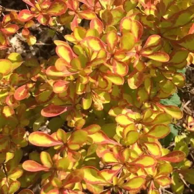 Барбарис САММЕР САНСЕТ тунберга в Фаниполе