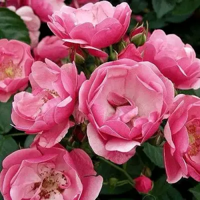 Роза АНГЕЛА флорибунда в Фаниполе