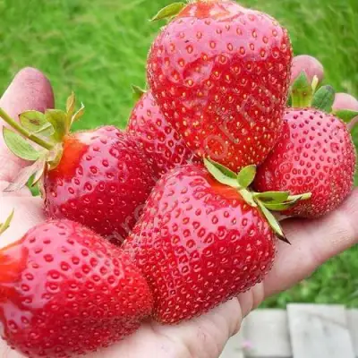 Клубника ЭЛИАНЕ в Фаниполе