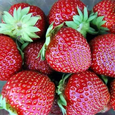 Клубника МАЛЬВИНА в Фаниполе