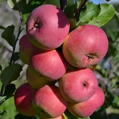 Яблоня ВЭМ-РОЗОВЫЙ в Фаниполе