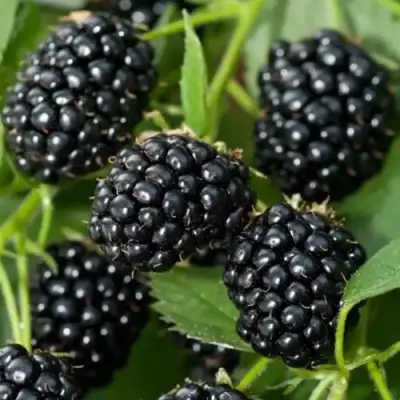 Ежевика ТРИПЛ КРАУН бесшипная  в Фаниполе