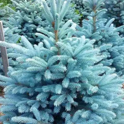 Ель МАДЖЕСТИК БЛЮ колючая в Фаниполе