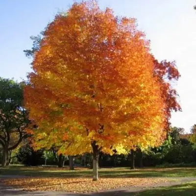 Клен серебристый в Фаниполе