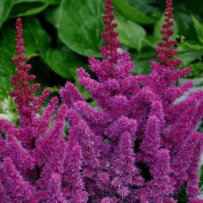 Астильба БЛЭК ЭНД БЛУ китайская в Фаниполе