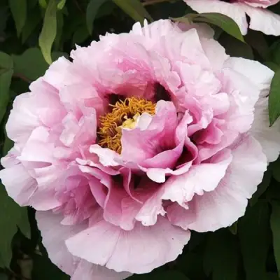 Пион РОЗОВАЯ РЕКА древовидный в Фаниполе