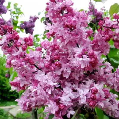 Сирень ОЛИМПИАДА КОЛЕСНИКОВА в Фаниполе