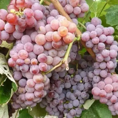 Виноград РИЛАЙНС ПИНК СИДЛИС в Фаниполе