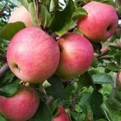 Яблоня ТЕРЕМОК в Фаниполе