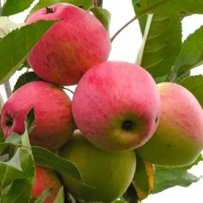 Яблоня МЕЧТА в Фаниполе