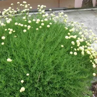 Сантолина зеленеющая в Фаниполе