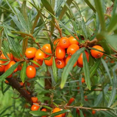 Облепиха БОТАНИЧЕСКАЯ в Фаниполе