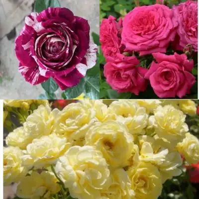 Комплект РОЗОВЫЙ АКЦЕНТ в Фаниполе