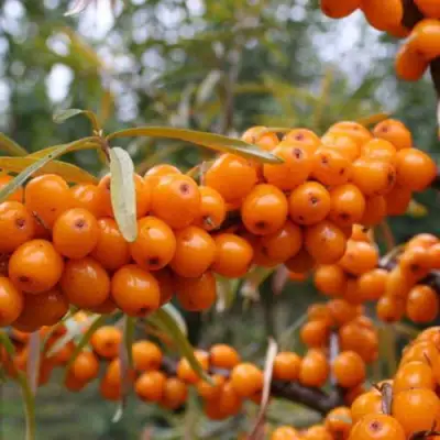 Облепиха РОСИНКА в Фаниполе