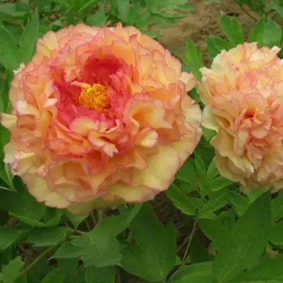 Пион ЗОЛОТАЯ РОССЫПЬ древовидный в Фаниполе