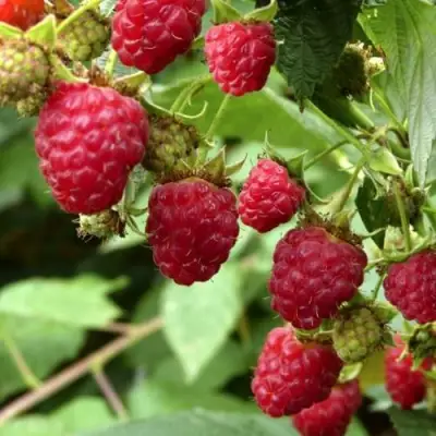 Малина ПРИМАРА в Фаниполе