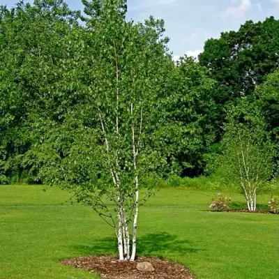 Береза бумажная в Фаниполе