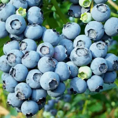 Голубика ПУРУ в Фаниполе