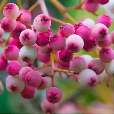 Рябина ПИНК сладкоплодная в Фаниполе