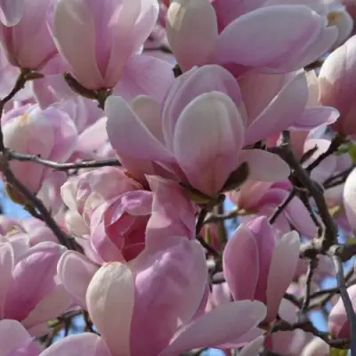 Магнолия ГАЛАКСИ в Фаниполе