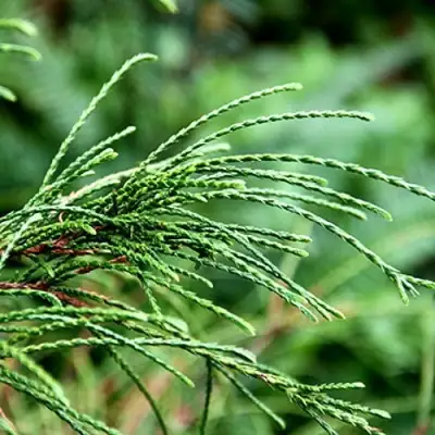 Туя ВИПКОРД складчатая в Фаниполе