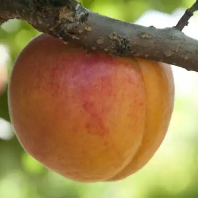  АПРИУМ в Фаниполе