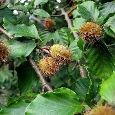 Бук обыкновенный в Фаниполе