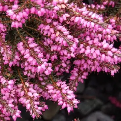 Эрика СТИНКЕ дарленская в Фаниполе