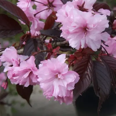 Сакура РОЯЛ БУРГУНДИ в Фаниполе