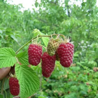 Малина ЛЯЧКА (ЛАШКА, ЛЯШКА) в Фаниполе