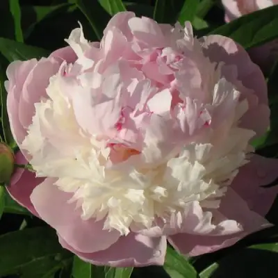 Пион ЩЕРБЕТ травянистый в Фаниполе