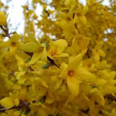 Форзиция ТАРАНДТ промежуточная в Фаниполе