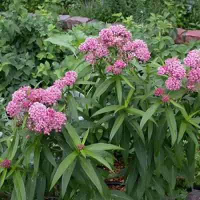 Ваточник МЯСО-КРАСНЫЙ в Фаниполе