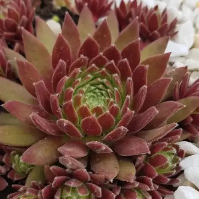 Молодило ЛЮФТШПРУНГ в Фаниполе