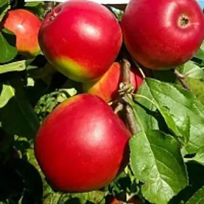 Яблоня РЕДФРИ в Фаниполе