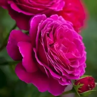 Роза МАЛИНОВЫЙ ЗВОН чайно-гибридная в Фаниполе