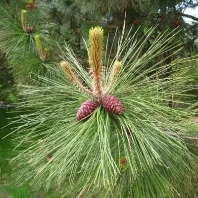 Сосна желтая  в Фаниполе