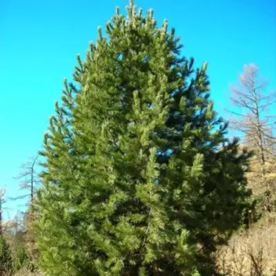 Сосна кедровая сибирская в Фаниполе