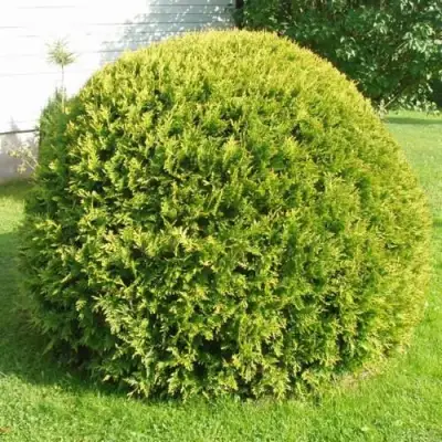 Туя ДАНИКА АУРЕА западная в Фаниполе