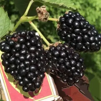 Ежевика ПРАЙМ АРК 45 ремонтантная   в Фаниполе