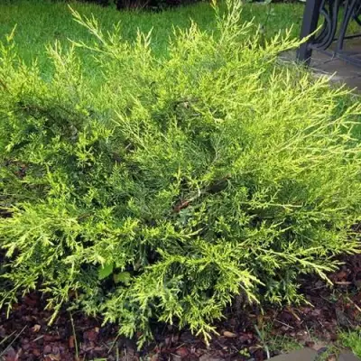 Можжевельник КУРИВАО ГОЛД китайский в Фаниполе