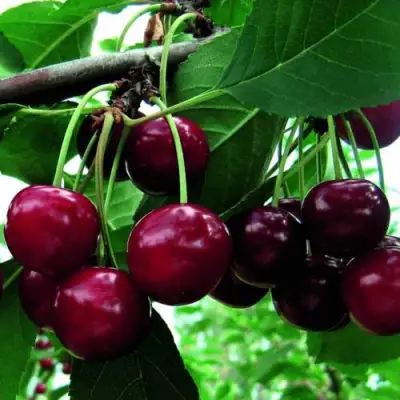 Дюк ЖИВИЦА (ЧЕРЕВИШНЯ) в Фаниполе