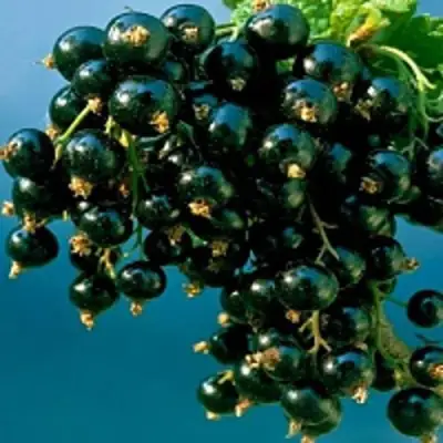 Смородина чёрная ИЗЮМНАЯ в Фаниполе