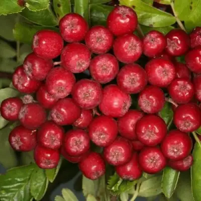 Рябина РУБИНОВАЯ сладкоплодная в Фаниполе