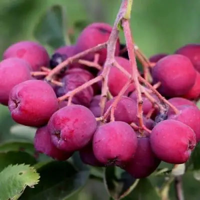 Рябина ДЕСЕРТНАЯ МИЧУРИНА сладкоплодная в Фаниполе