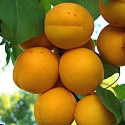 Абрикос ОНТАРИО в Фаниполе