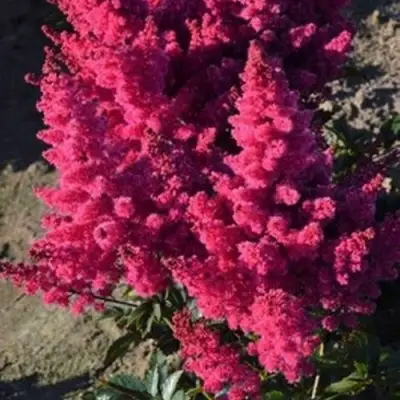 Астильба ЛАКИ ДЕЙ Арендса в Фаниполе