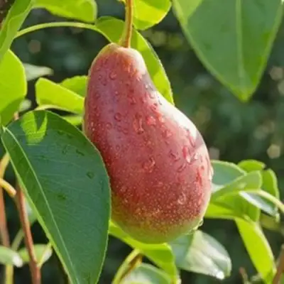 Груша ЯКОВЛЕВСКАЯ в Фаниполе