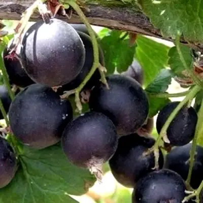 ЙОШТА в Фаниполе