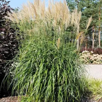 Мискантус ВАНИЛЛА СКАЙ китайский в Фаниполе